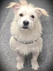 Shelter Stray Male Dog last seen , Los Angeles, CA 90031