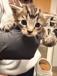 Shelter Stray Male Cat last seen , Los Angeles, CA 91405