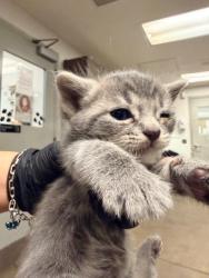 Shelter Stray Female Cat last seen , Los Angeles, CA 91405