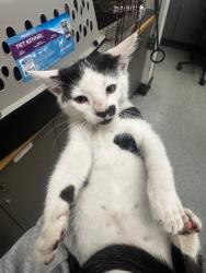 Shelter Stray Male Cat last seen , Los Angeles, CA 91405