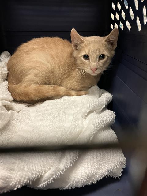 Shelter Stray Male Cat last seen Near BLOCK BLCK CARSON BLVD, LONG BEACH, CA 90808, Long Beach, CA 90815