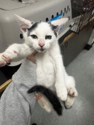 Shelter Stray Male Cat last seen , Los Angeles, CA 91405
