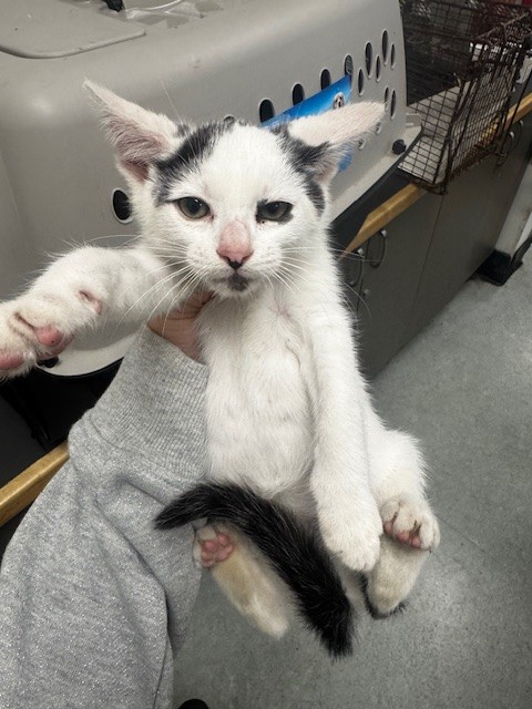 Shelter Stray Male Cat last seen , Los Angeles, CA 91405