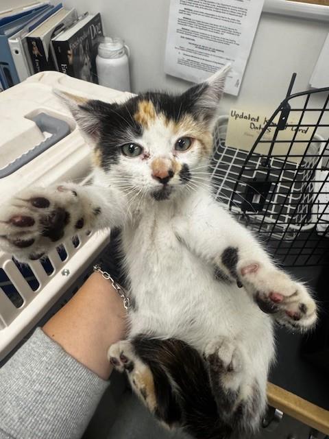Shelter Stray Female Cat last seen , Los Angeles, CA 91405
