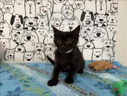 Shelter Stray Male Cat last seen , San Pedro, CA 90731