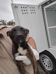 Shelter Stray Male Dog last seen , San Pedro, CA 90731