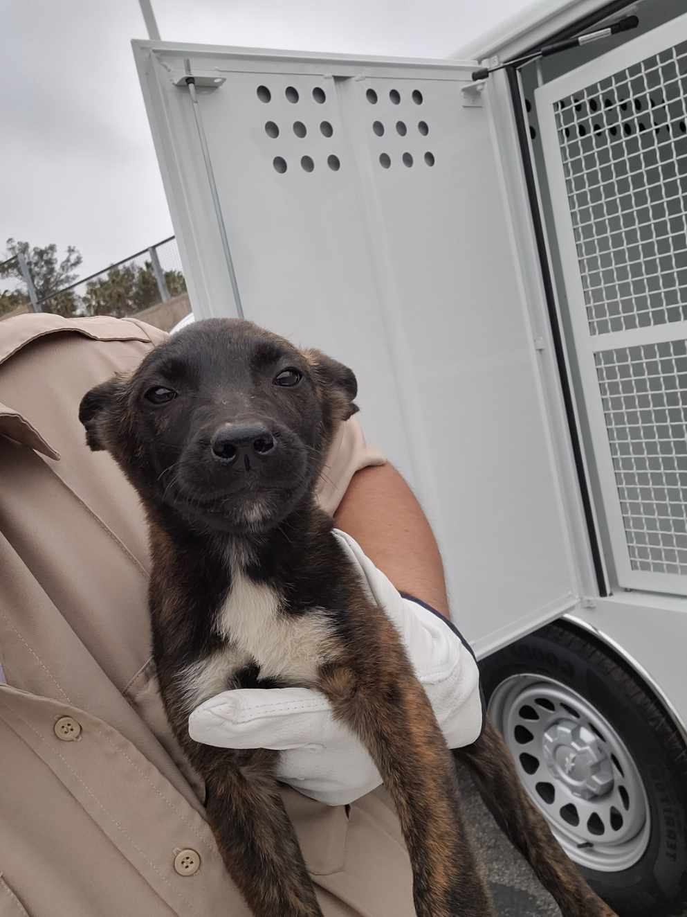 Shelter Stray Male Dog last seen , San Pedro, CA 90731