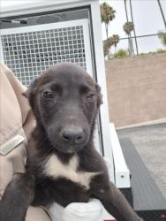 Shelter Stray Female Dog last seen , San Pedro, CA 90731