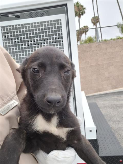 Shelter Stray Male Dog last seen , San Pedro, CA 90731