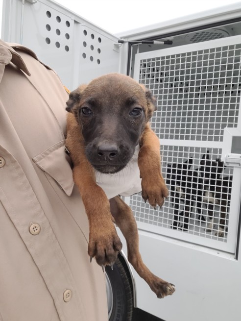 Shelter Stray Female Dog last seen , San Pedro, CA 90731