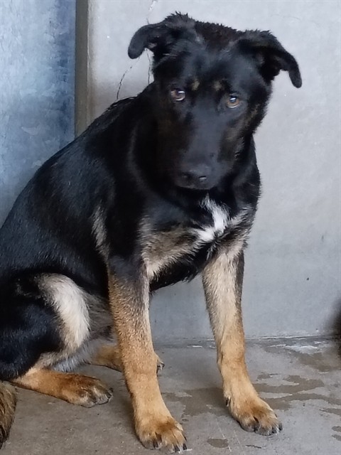 Shelter Stray Male Dog last seen Near BLOCK TERRACE, San Bernardino, CA 92401