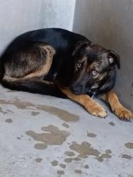 Shelter Stray Male Dog last seen Near BLOCK TERRACE, San Bernardino, CA 92401