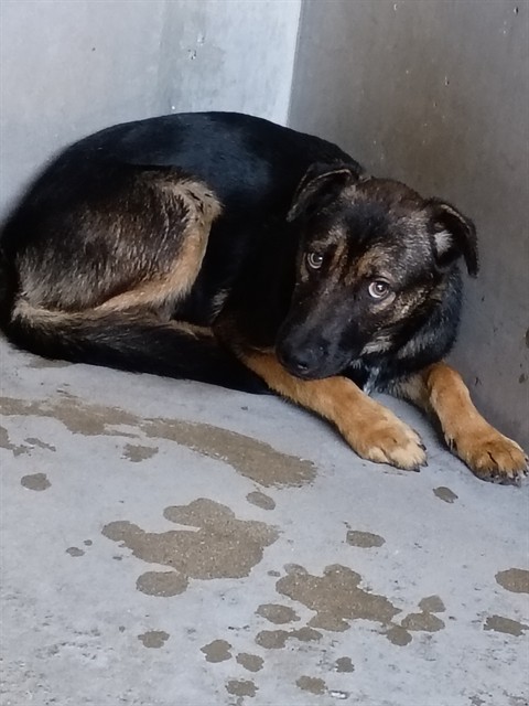 Shelter Stray Male Dog last seen Near BLOCK TERRACE, San Bernardino, CA 92401