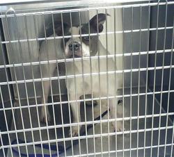 Shelter Stray Female Dog last seen Near BLOCK GAINEY RD, FAYETTEVILLE NC 28306, Fayetteville, NC 28306