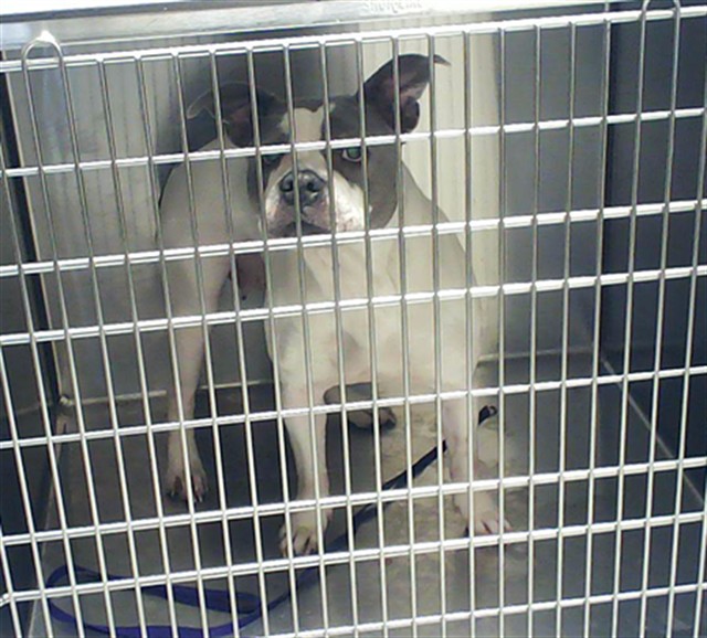 Shelter Stray Female Dog last seen Near BLOCK GAINEY RD, FAYETTEVILLE NC 28306, Fayetteville, NC 28306