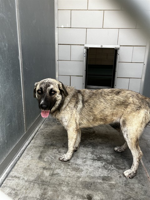 Shelter Stray Female Dog last seen GRANITE SHOALS CT, Pearland, TX 77581