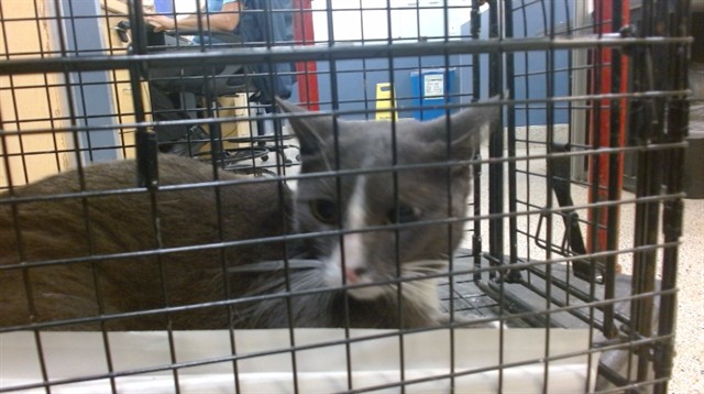 Shelter Stray Male Cat last seen Near BLOCK SW 42 ST, Doral, FL 33122
