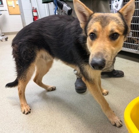 Shelter Stray Male Dog last seen Near BLOCK NW 63RD TER, Oklahoma City, OK 73129