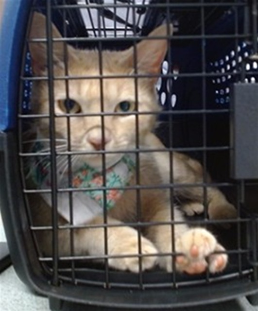 Shelter Stray Female Cat last seen Near BLOCK WYTHE LN, Oklahoma City, OK 73129