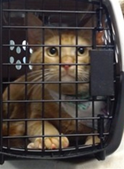 Shelter Stray Male Cat last seen Near BLOCK WYTHE LN, Oklahoma City, OK 73129