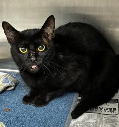 Shelter Stray Male Cat last seen Near BLOCK NW 4 AV, FORT LAUDERDALE FL 33311, Davie, FL 33312