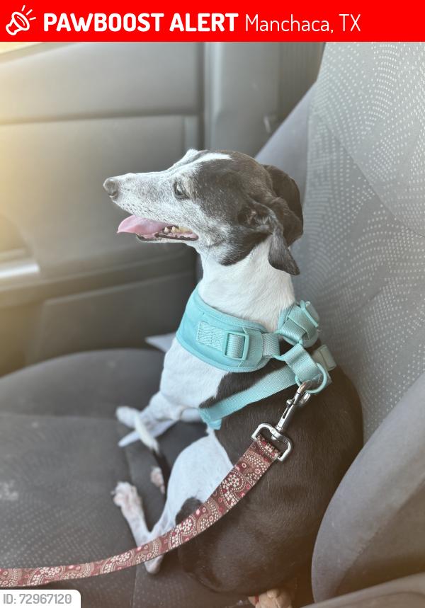 Lost Female Dog last seen Ashbrook Lane and Hillhouse Lane, Manchaca, TX 78652