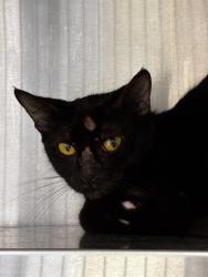 Shelter Stray Unknown Cat last seen Near BLOCK N ANDREWS AV, WILTON MANORS FL 33311, Davie, FL 33312
