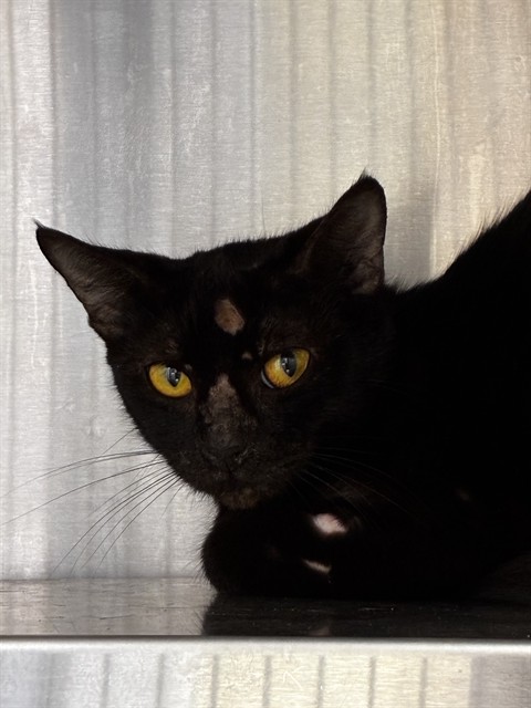 Shelter Stray Unknown Cat last seen Near BLOCK N ANDREWS AV, WILTON MANORS FL 33311, Davie, FL 33312