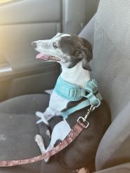 Lost Female Dog last seen Ashbrook Lane and Hillhouse Lane, Manchaca, TX 78652
