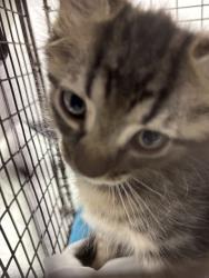 Shelter Stray Male Cat last seen Near BLOCK SW 10 CT, N LAUDERDALE FL 33068, Davie, FL 33312