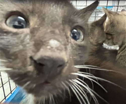 Shelter Stray Male Cat last seen Near BLOCK SW 10 CT, N LAUDERDALE FL 33068, Davie, FL 33312