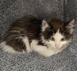 Shelter Stray Female Cat last seen Near BLOCK MANDY DR, 4950 SW Triana Blvd, Huntsville, AL 35805, USA