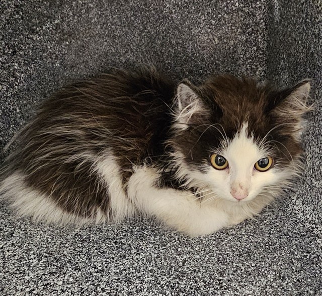 Shelter Stray Female Cat last seen Near BLOCK MANDY DR, 4950 SW Triana Blvd, Huntsville, AL 35805, USA