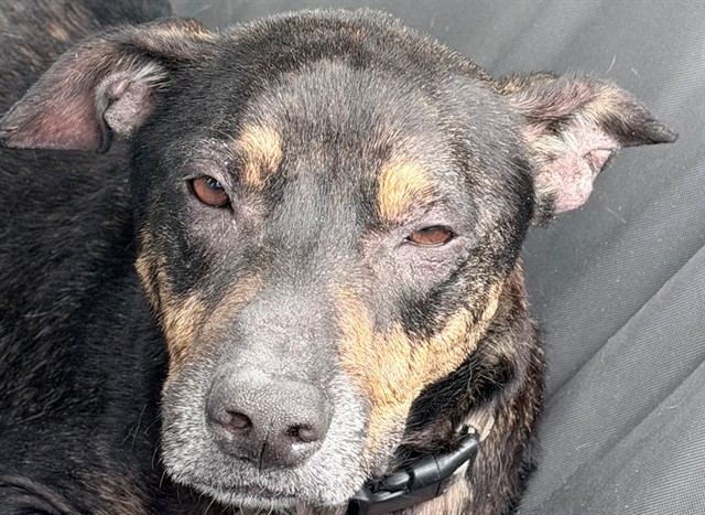 Shelter Stray Male Dog last seen Near BLOCK LANDINGS DR, LAUDERHILL FL 33319, Davie, FL 33312
