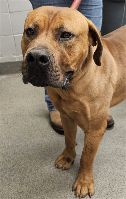 Shelter Stray Male Dog last seen Near BLOCK BEVILLS CHURCH RD/GREENVILLE PIKE, Huntsville, AL 35805