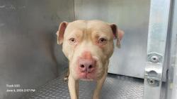 Shelter Stray Male Dog last seen Near BLOCK E OUTER DR, DETROIT MI 48234, 7401 Chrysler Dr, Detroit, MI 48211, USA