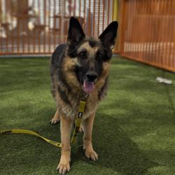 Shelter Stray Male Dog last seen , Las Vegas, NV 89101