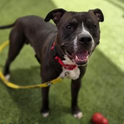 Shelter Stray Male Dog last seen SIERRA VISTA DR | CAMBRIDGE ST, Las Vegas, NV 89101