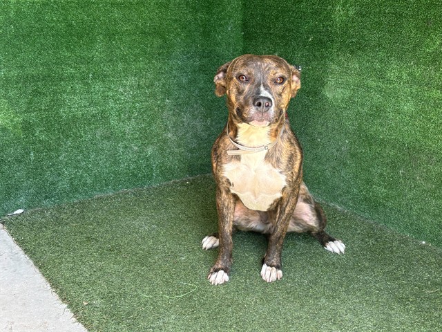 Shelter Stray Female Dog last seen , Quartz Hill, CA 93536