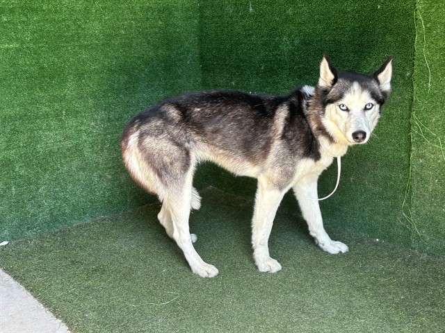 Shelter Stray Female Dog last seen , Quartz Hill, CA 93536