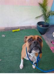Shelter Stray Unknown Dog last seen , Irwindale, CA 91706