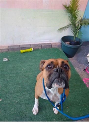 Shelter Stray Female Dog last seen , Irwindale, CA 91706