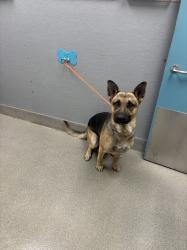 Shelter Stray Male Dog last seen FREEDOM PARK, Las Vegas, NV 89101