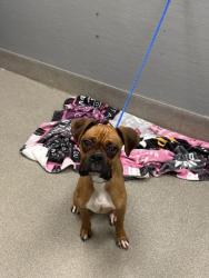 Shelter Stray Female Dog last seen E BRIDGER AVE & S 7TH ST, Las Vegas, NV 89101