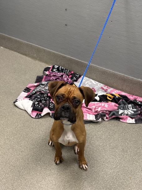 Shelter Stray Female Dog last seen E BRIDGER AVE & S 7TH ST, Las Vegas, NV 89101