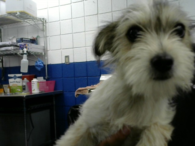 Shelter Stray Female Dog last seen Near BLOCK COPPER AVE NE, Albuquerque, NM 87112