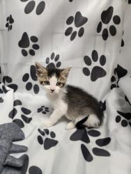 Shelter Stray Male Cat last seen , Chatsworth, CA 91311