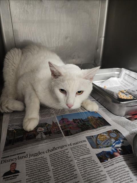 Shelter Stray Unknown Cat last seen , Chatsworth, CA 91311