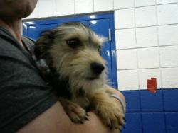 Shelter Stray Female Dog last seen Near BLOCK COPPER AVE NE, Albuquerque, NM 87112