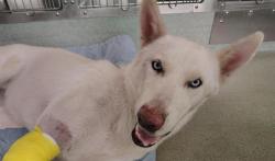 Shelter Stray Male Dog last seen ZUNI AND LOUISIANA, Albuquerque, NM 87112
